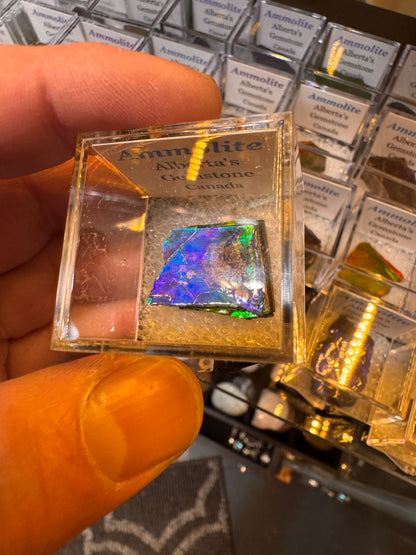 AMMOLITE collectables