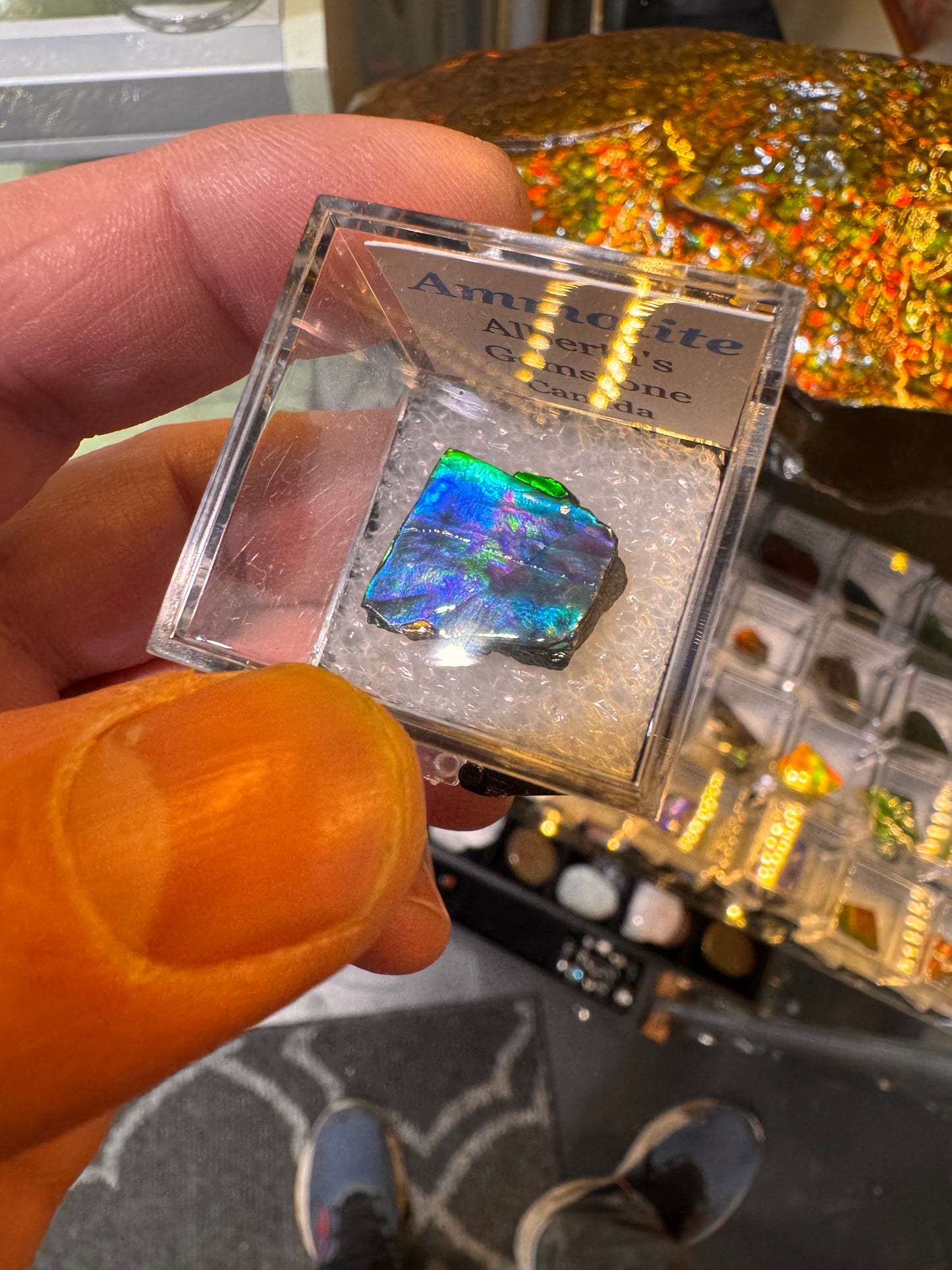 AMMOLITE collectables