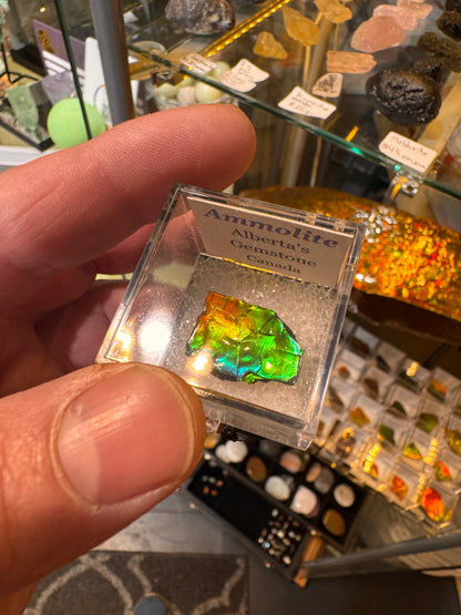 AMMOLITE collectables