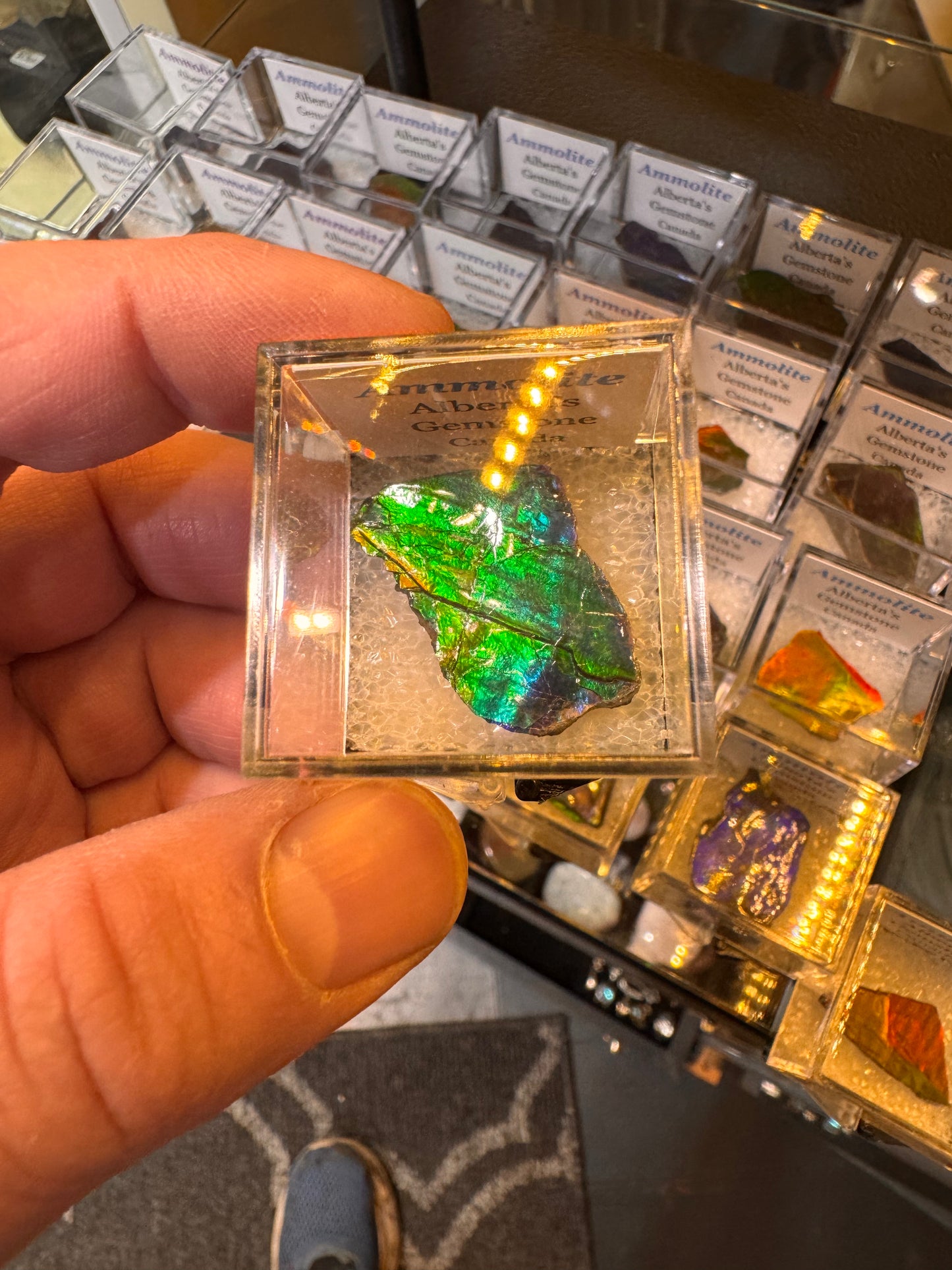 AMMOLITE collectables