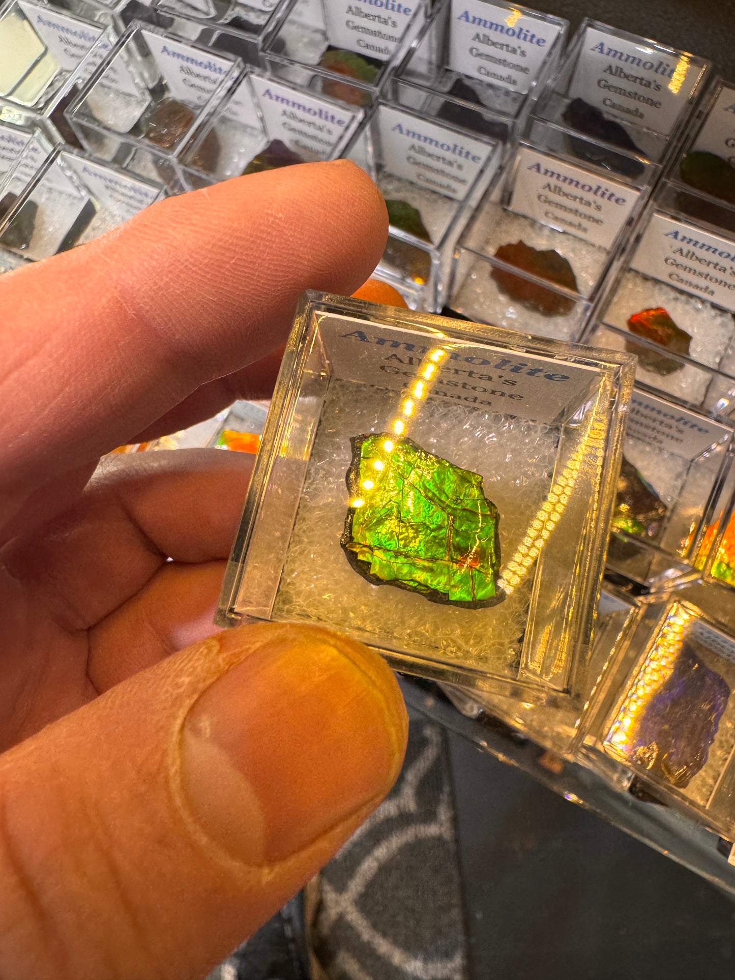 AMMOLITE collectables