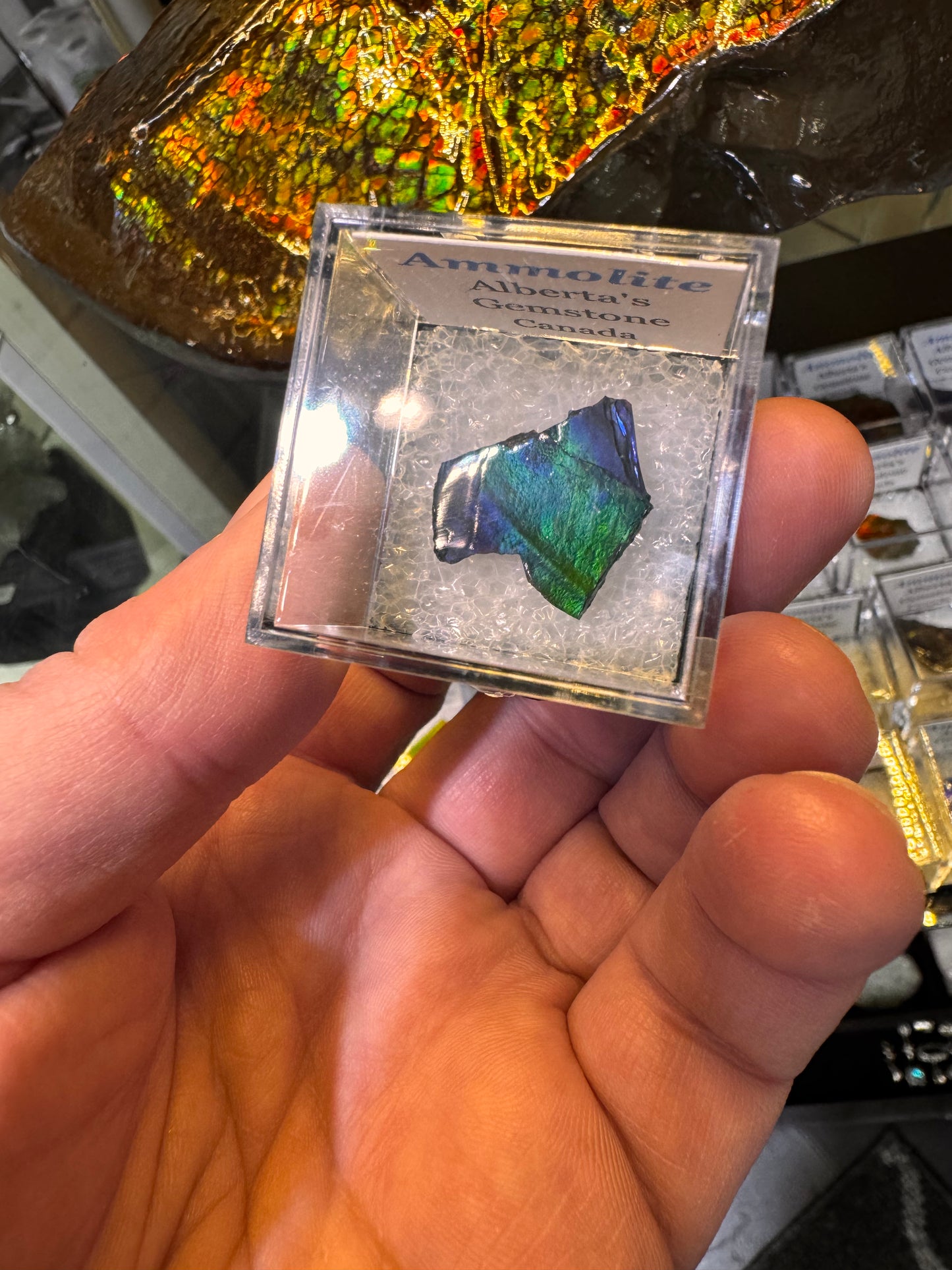 AMMOLITE collectables