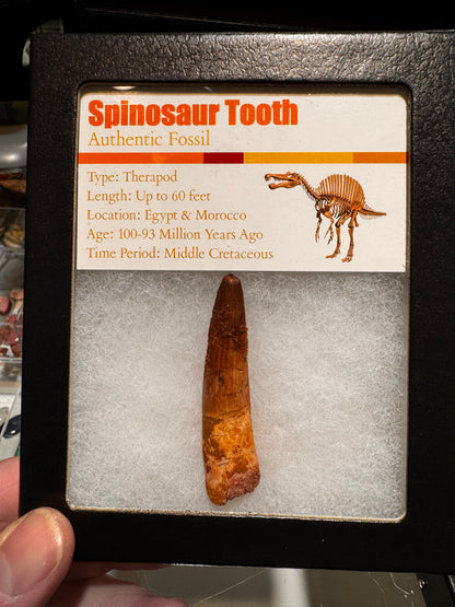Fossil Spinosaurus dinosaur tooth