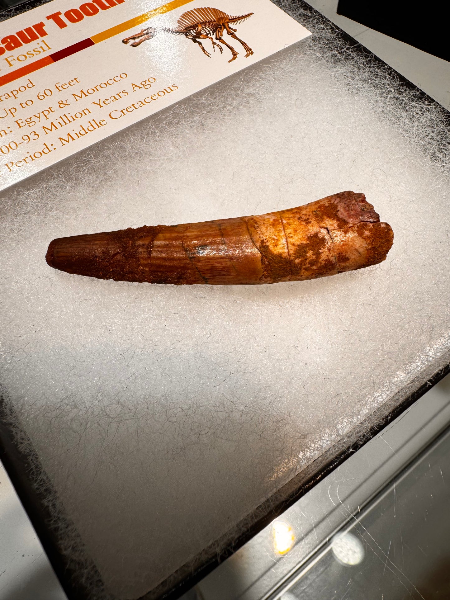 Fossil Spinosaurus dinosaur tooth