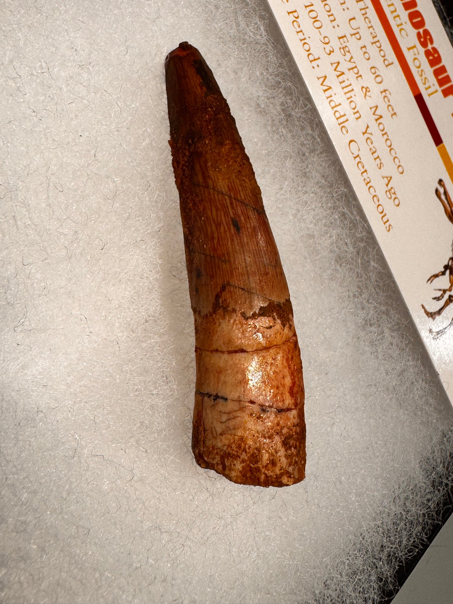 Fossil Spinosaurus dinosaur tooth
