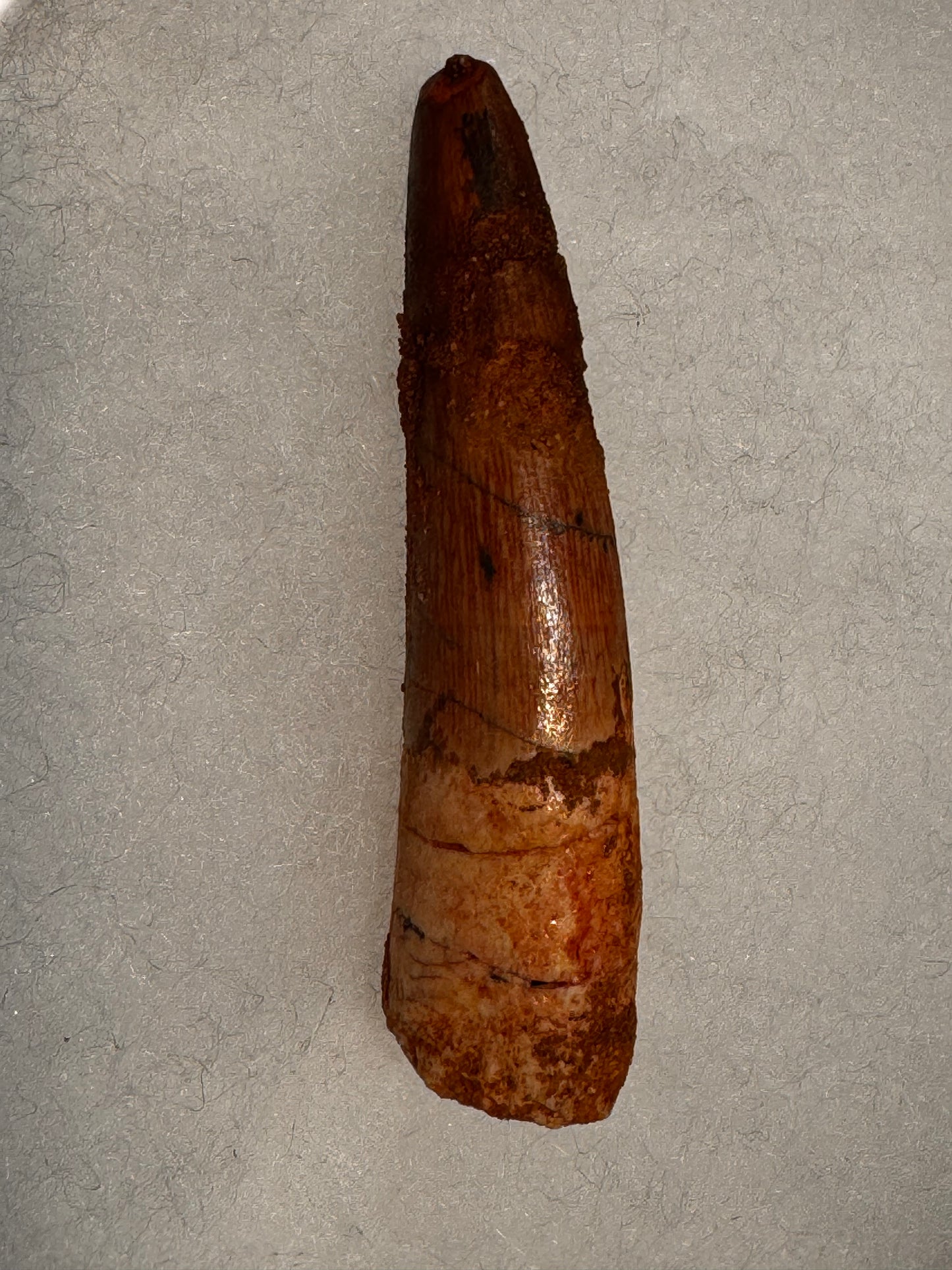 Fossil Spinosaurus dinosaur tooth