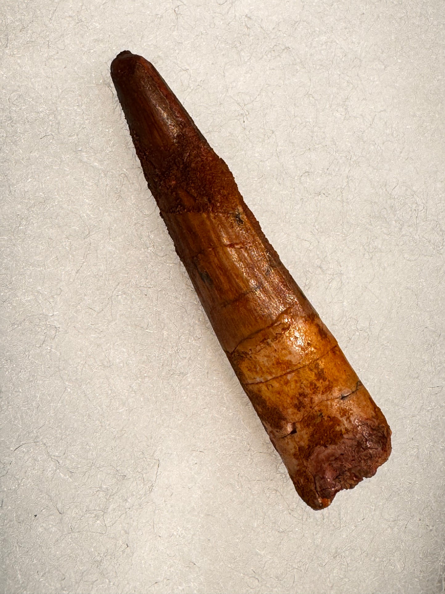 Fossil Spinosaurus dinosaur tooth