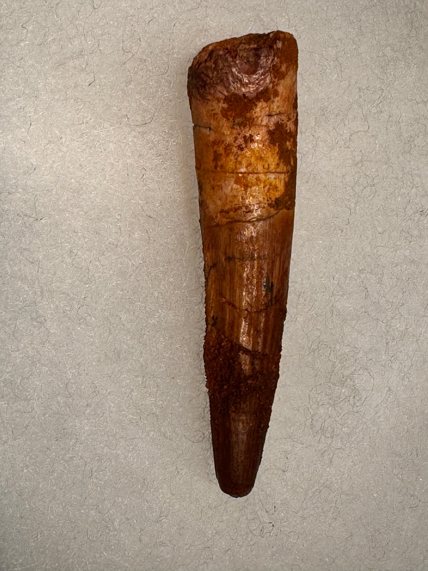Fossil Spinosaurus dinosaur tooth