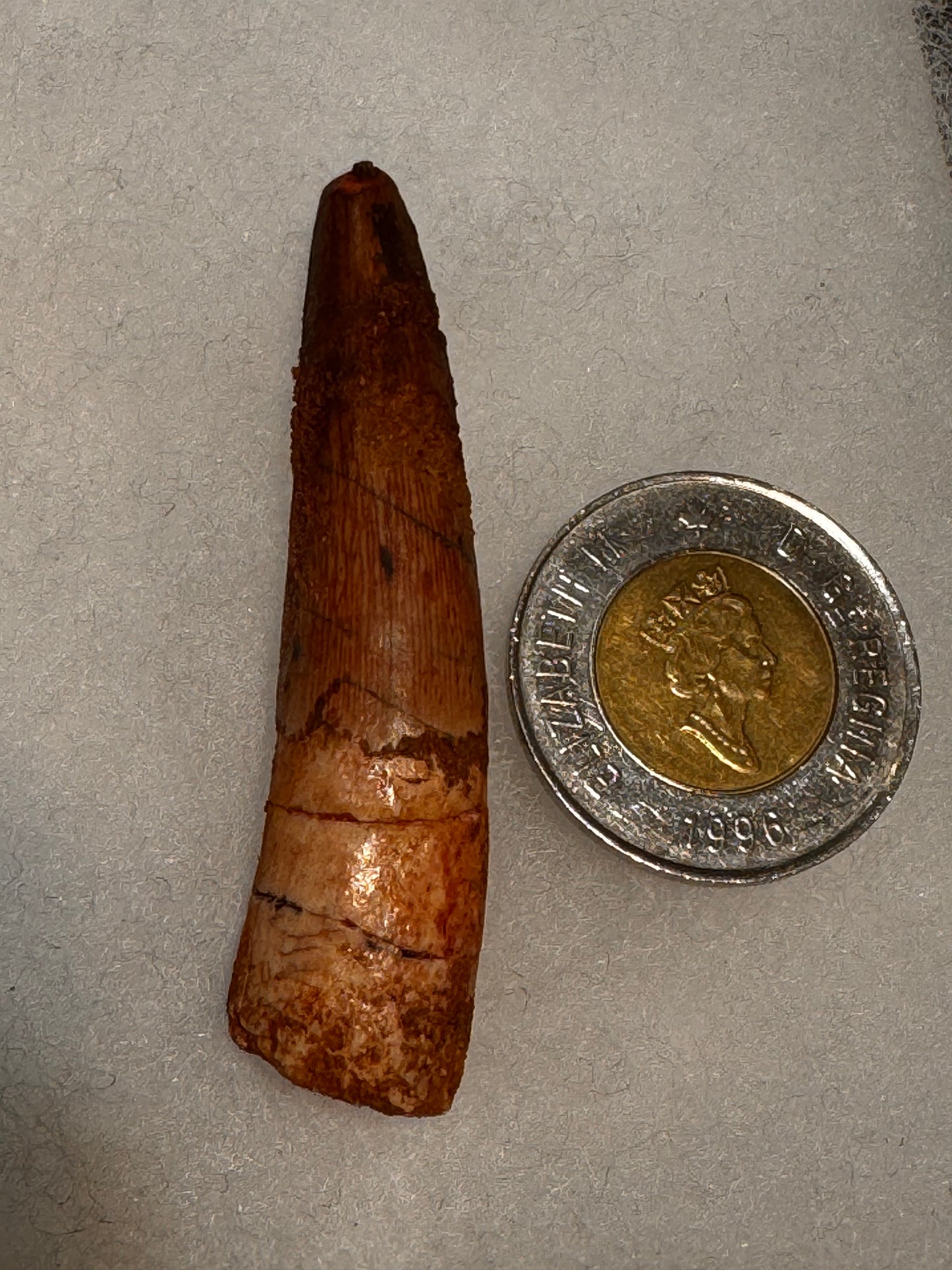 Fossil Spinosaurus dinosaur tooth