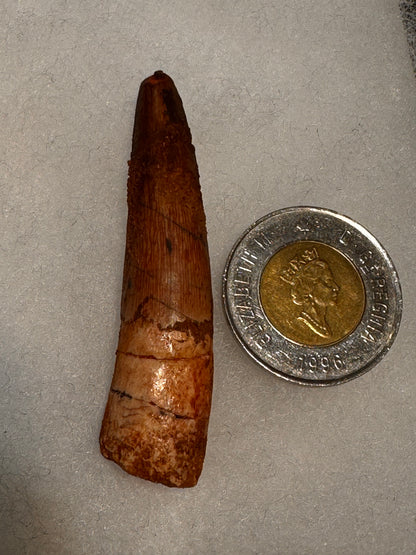 Fossil Spinosaurus dinosaur tooth