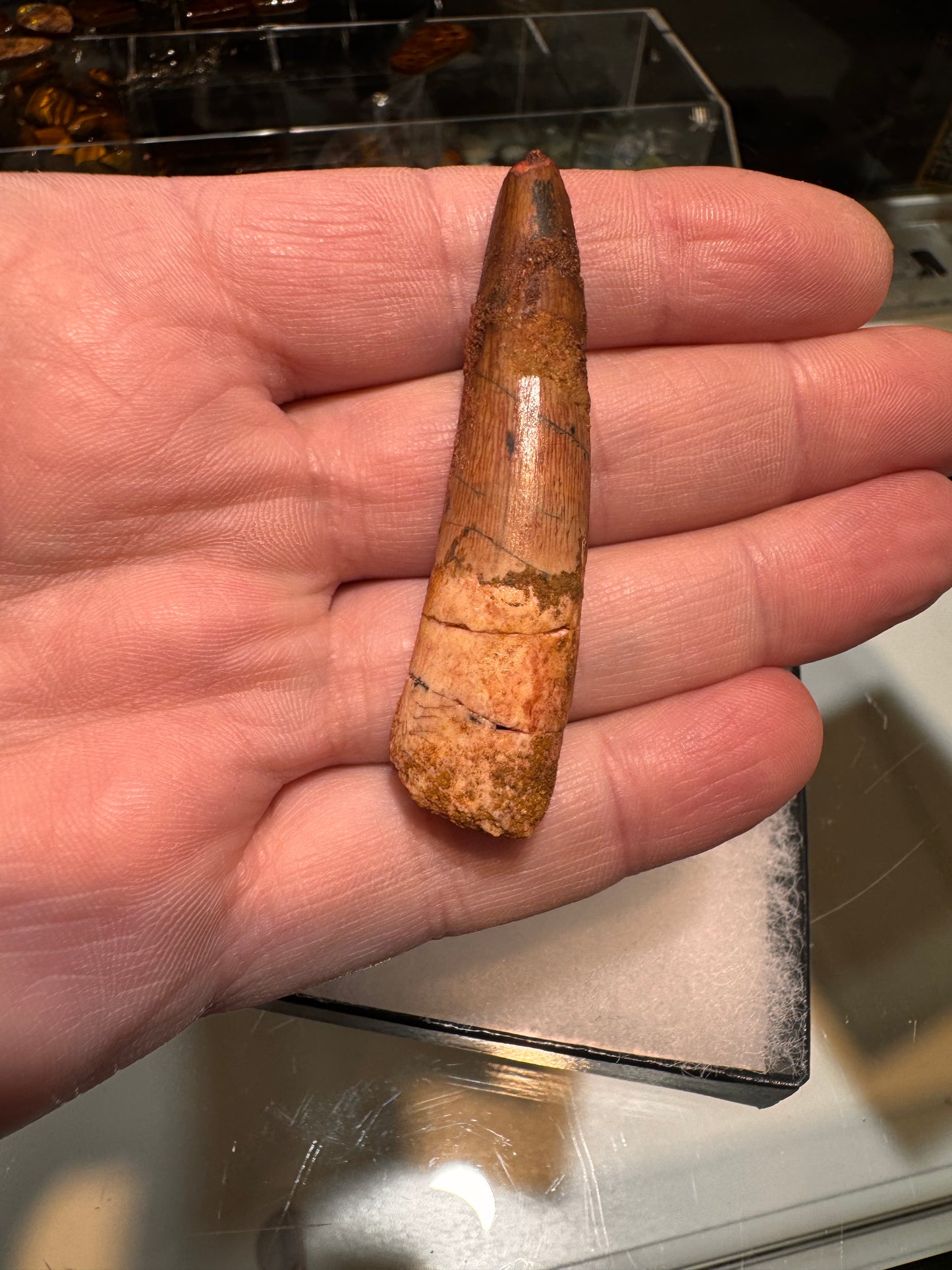 Fossil Spinosaurus dinosaur tooth