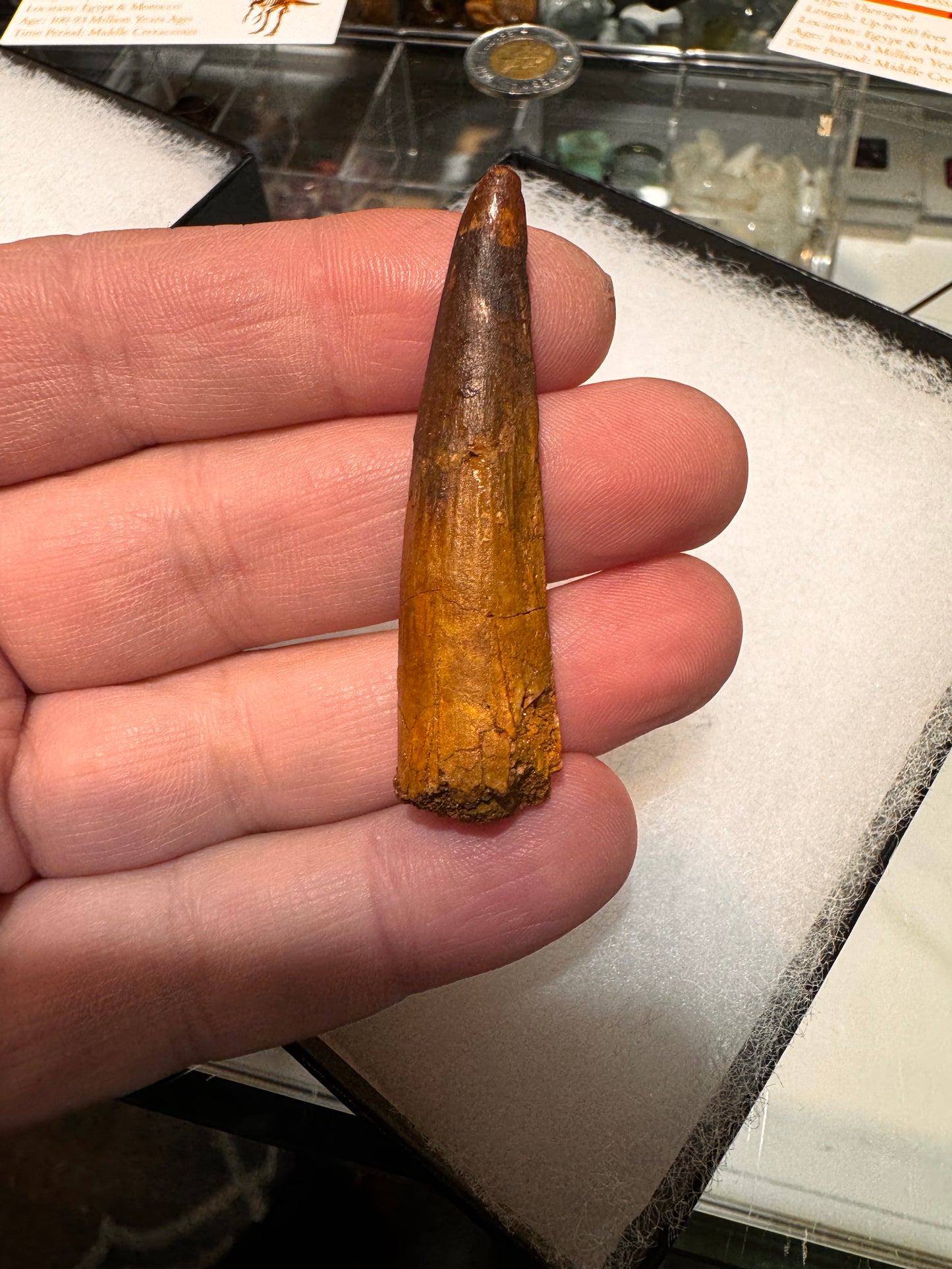 Fossil Spinosaurus dinosaur tooth