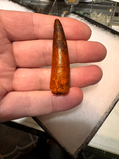 Fossil Spinosaurus dinosaur tooth