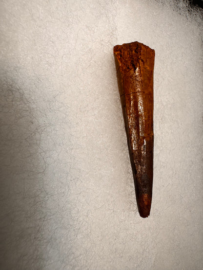 Fossil Spinosaurus dinosaur tooth