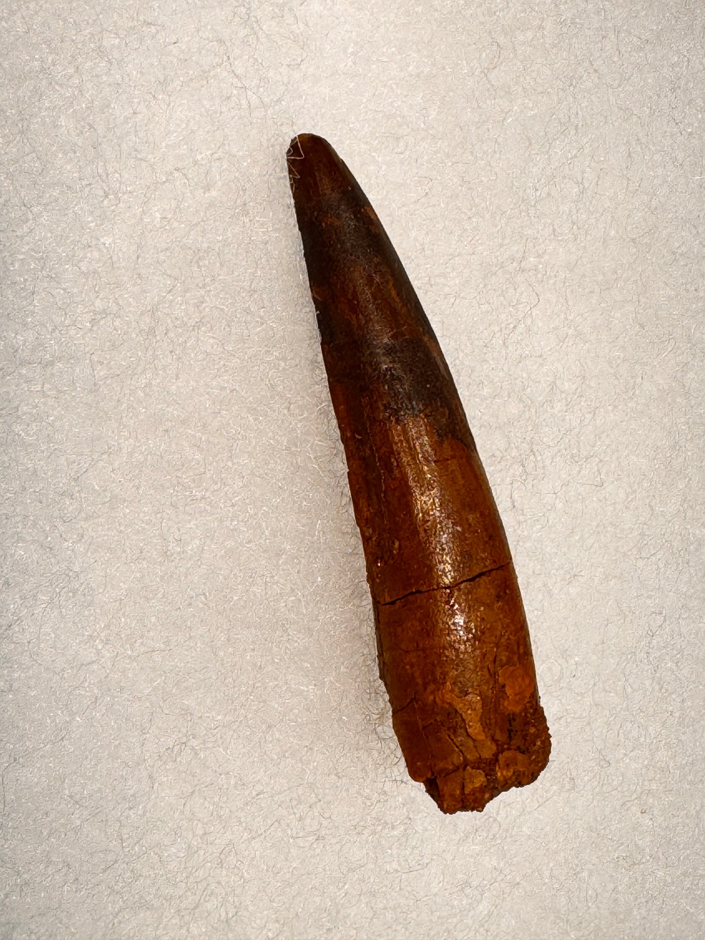 Fossil Spinosaurus dinosaur tooth