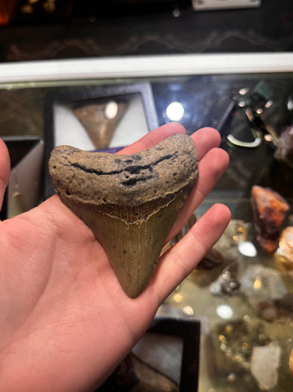 whole megalodon teeth