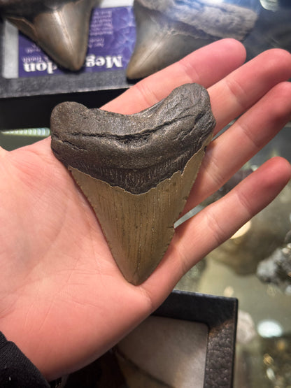 whole megalodon teeth