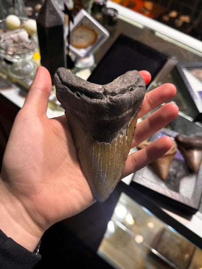 whole megalodon teeth