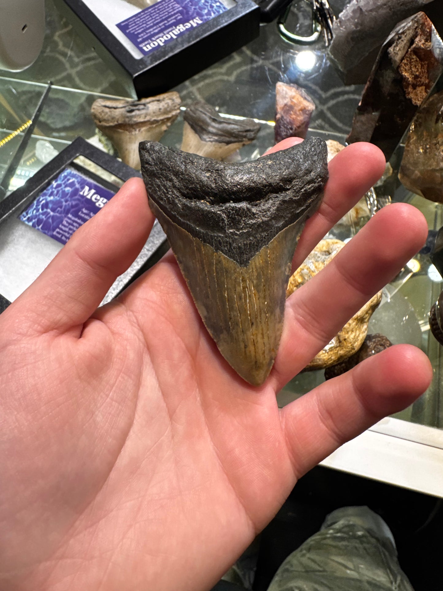 whole megalodon teeth
