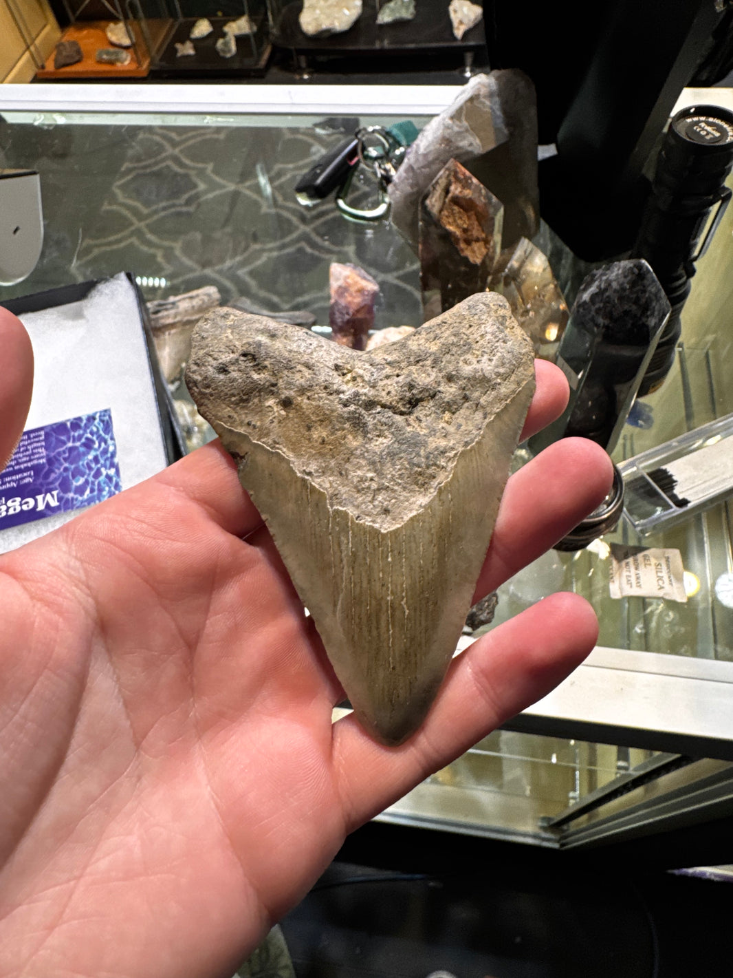 megladon tooth – Nanaimo Rock and Gem