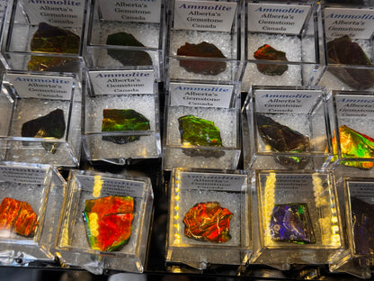 AMMOLITE collectables