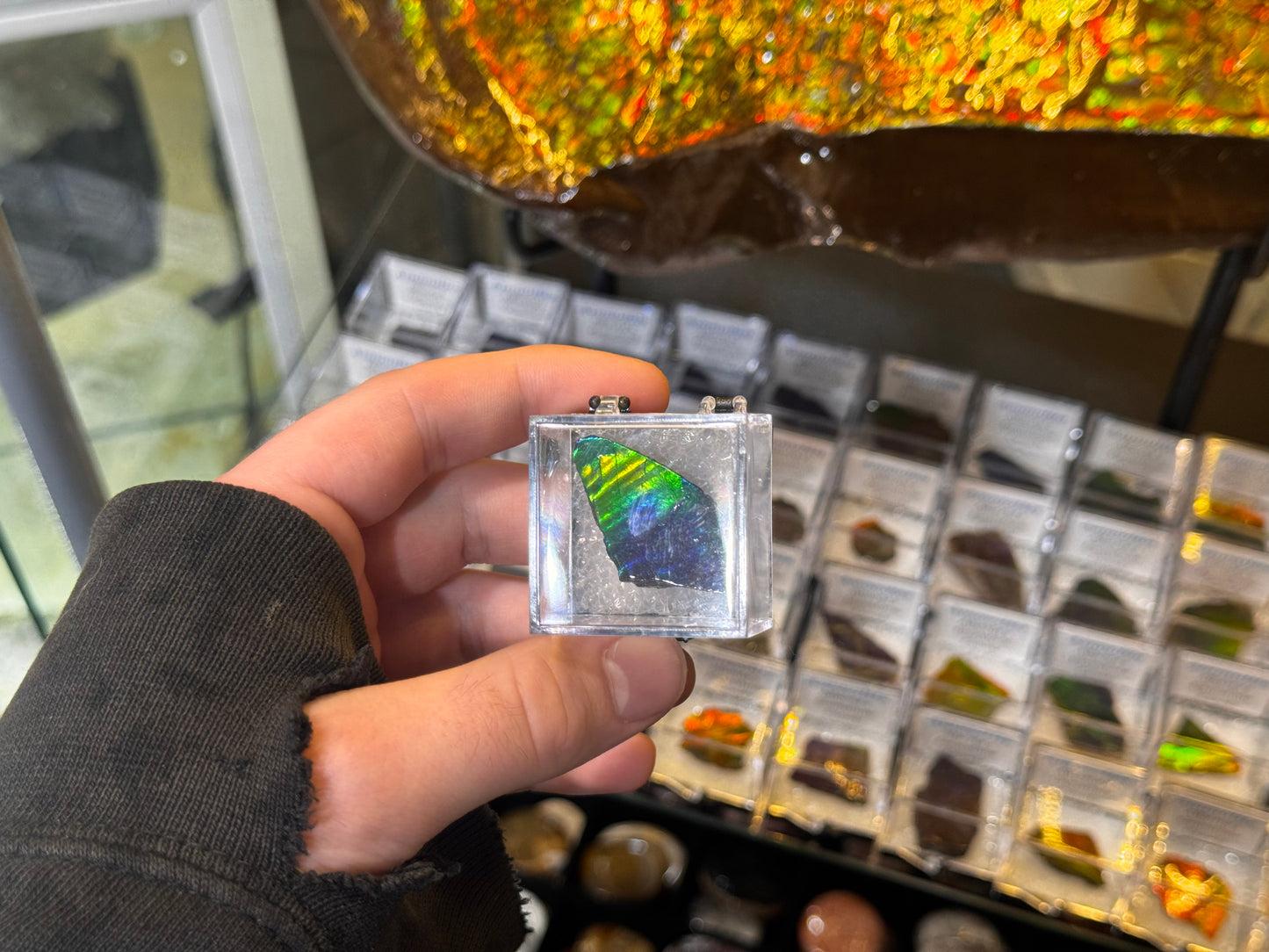 AMMOLITE collectables