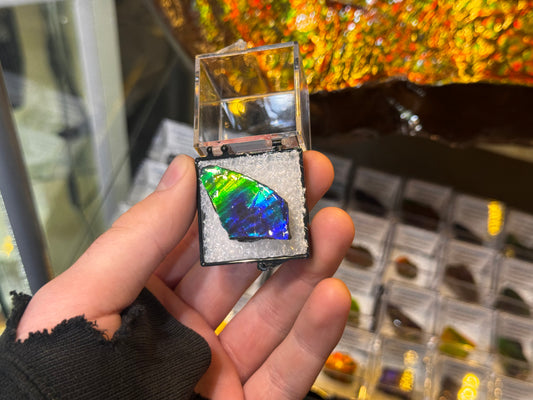AMMOLITE collectables