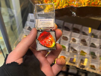 AMMOLITE collectables