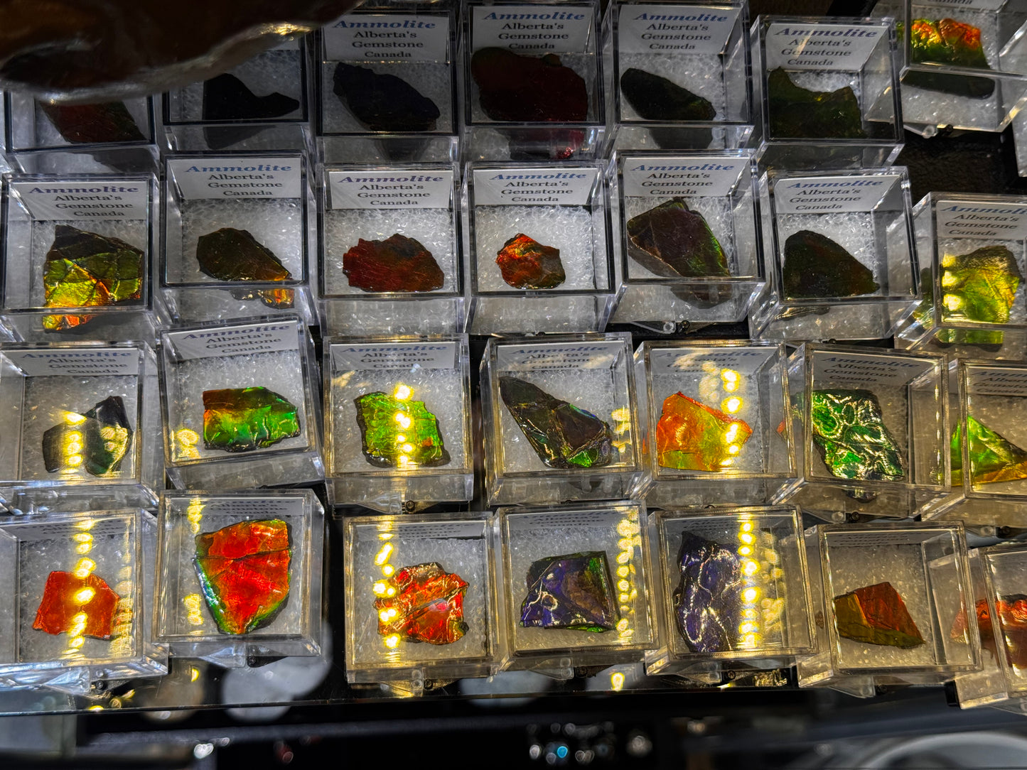 AMMOLITE collectables