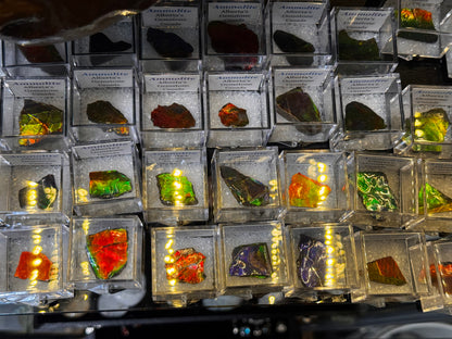AMMOLITE collectables