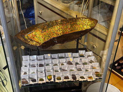 AMMOLITE collectables