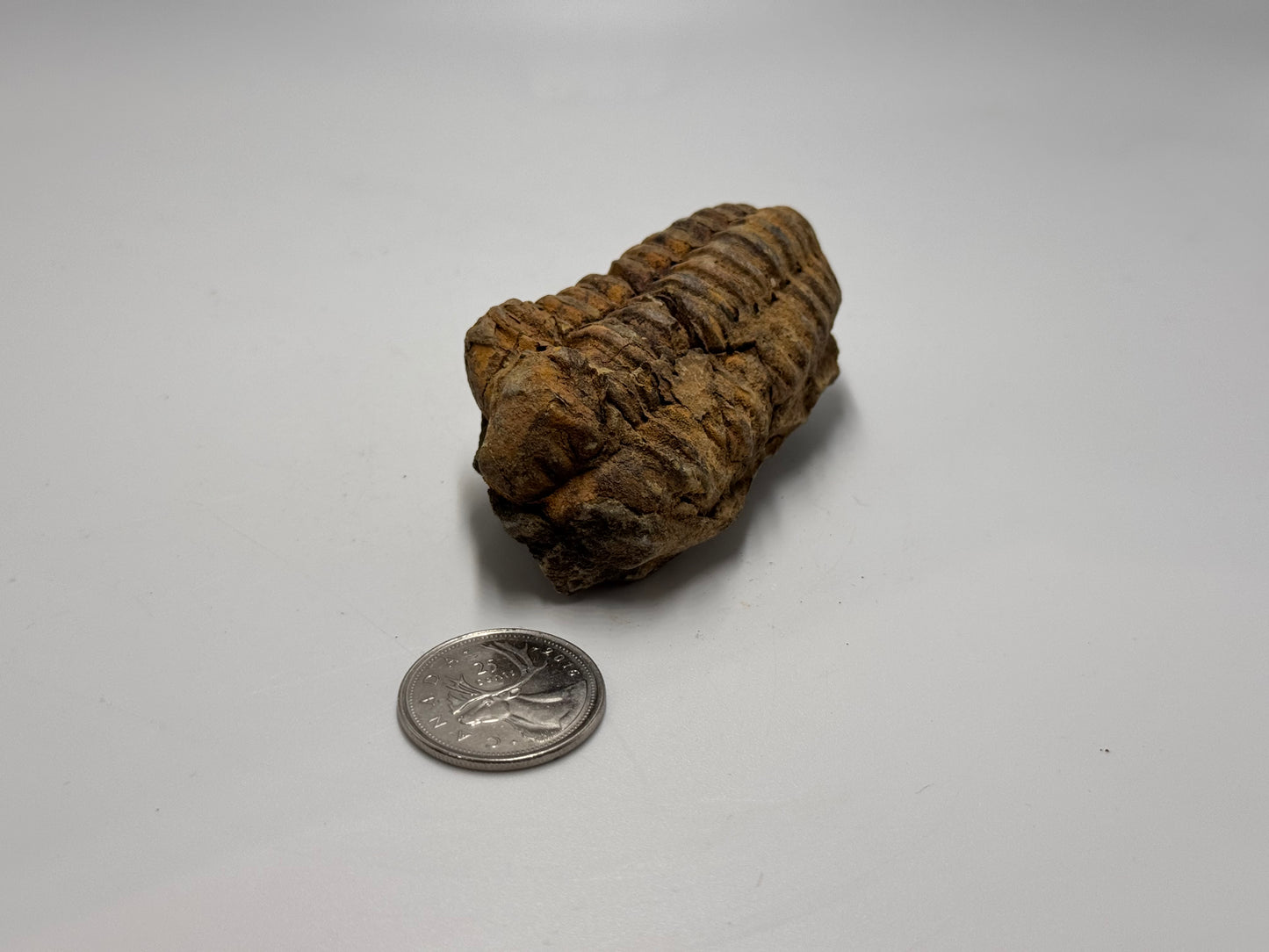 Mini trilobite