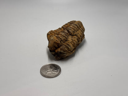 Mini trilobite