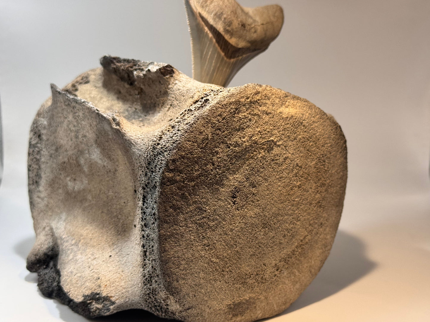 Sperm whale vertebrate with meg tooth