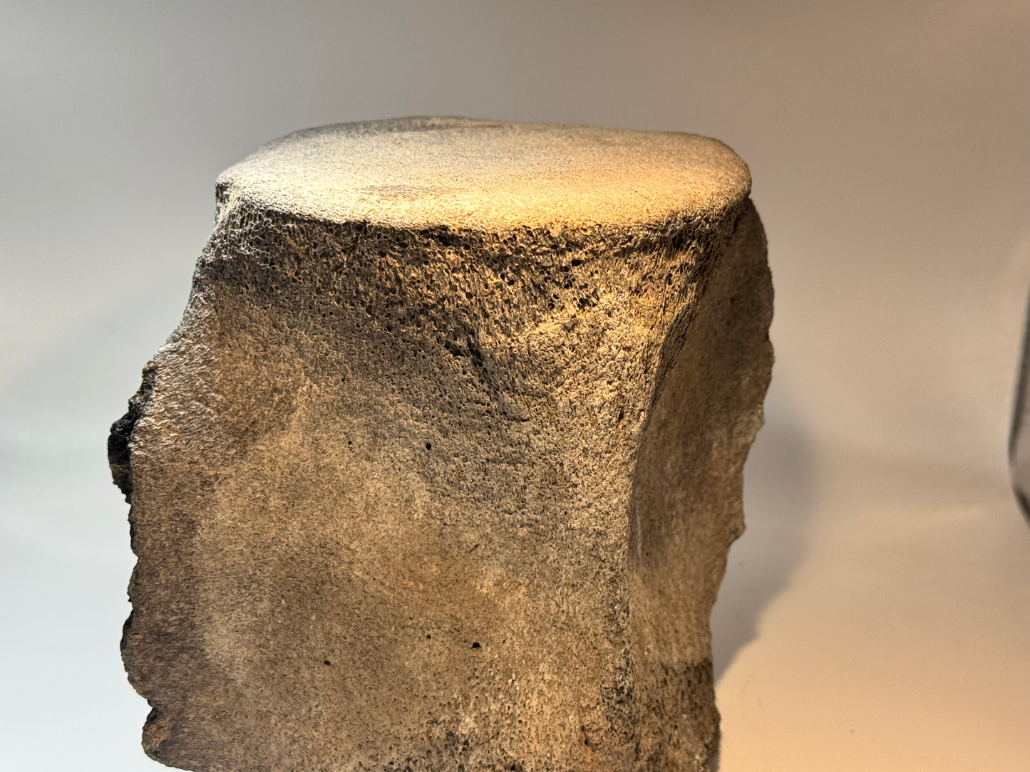 Sperm whale vertebrate with meg tooth