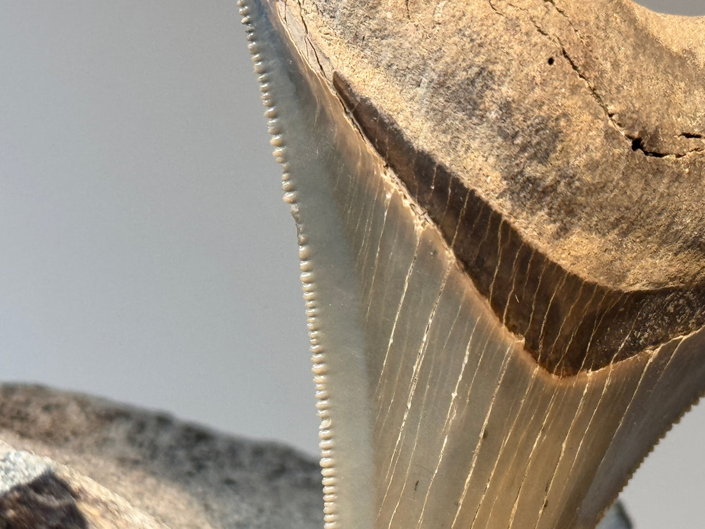 Sperm whale vertebrate with meg tooth