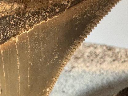 Sperm whale vertebrate with meg tooth