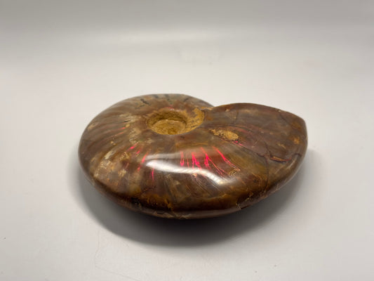 iridescent ammonite