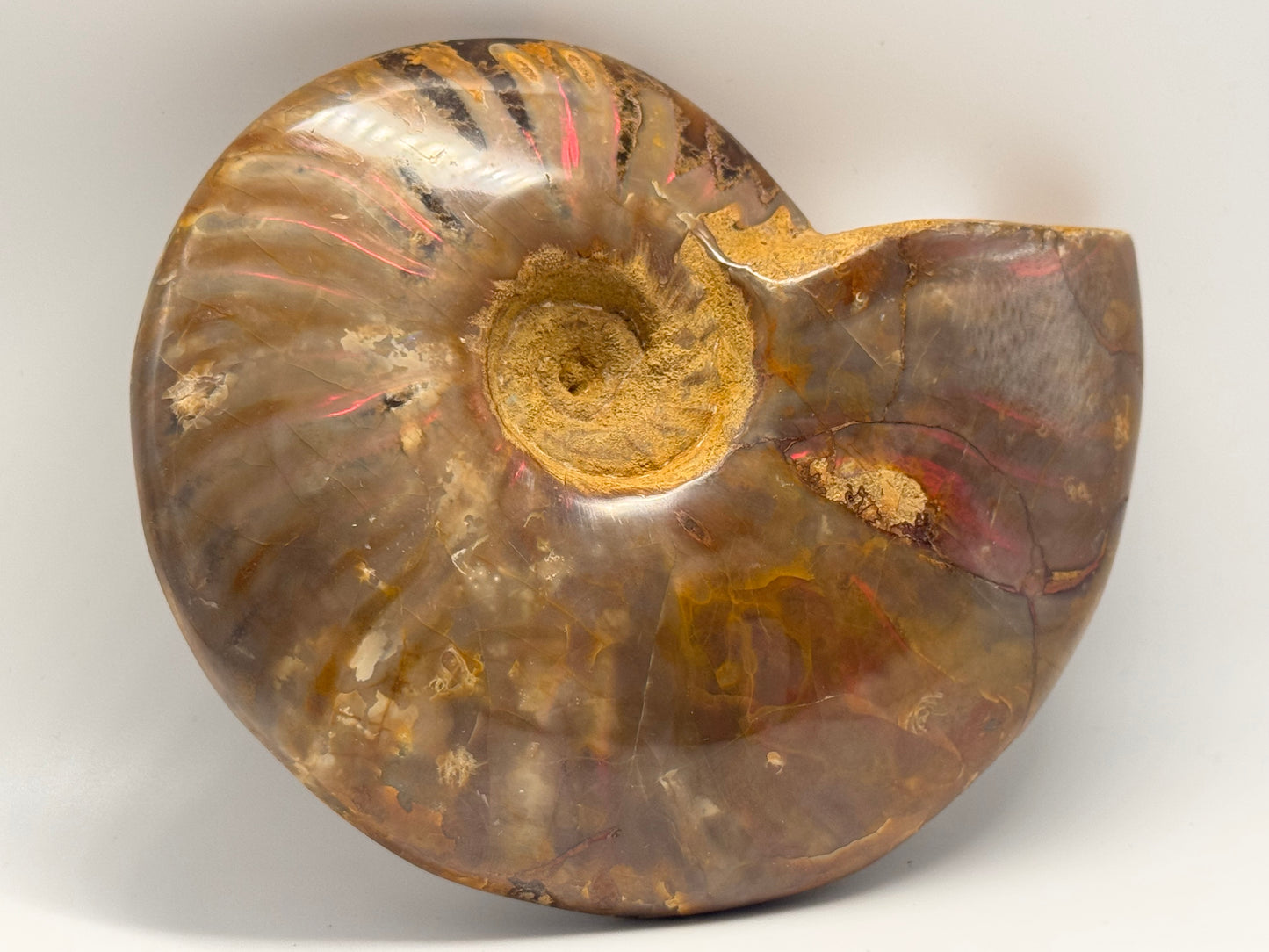 iridescent ammonite