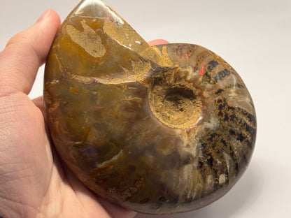 iridescent ammonite