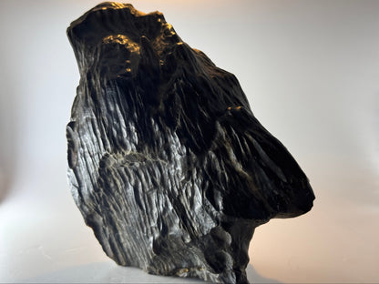 Black petrified wood