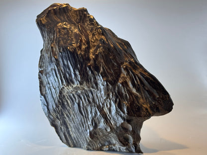 Black petrified wood