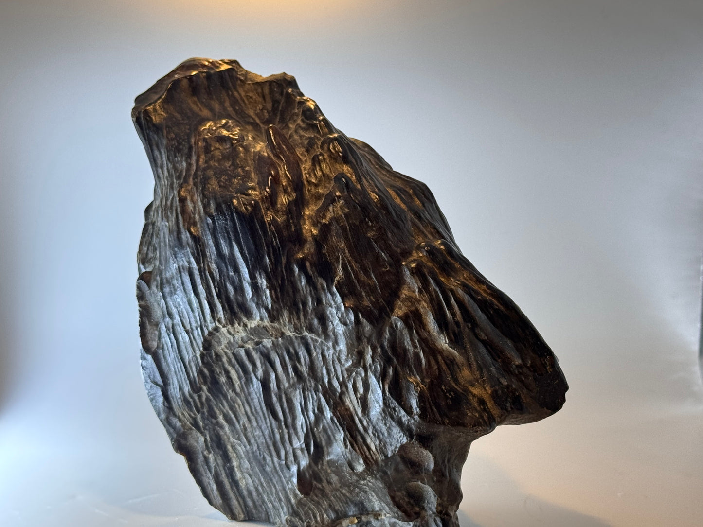 Black petrified wood