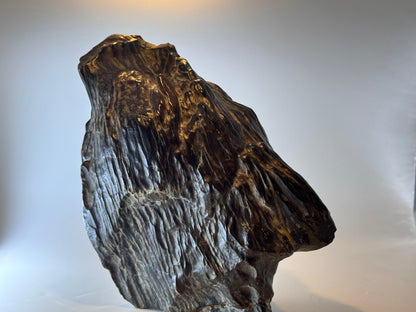 Black petrified wood