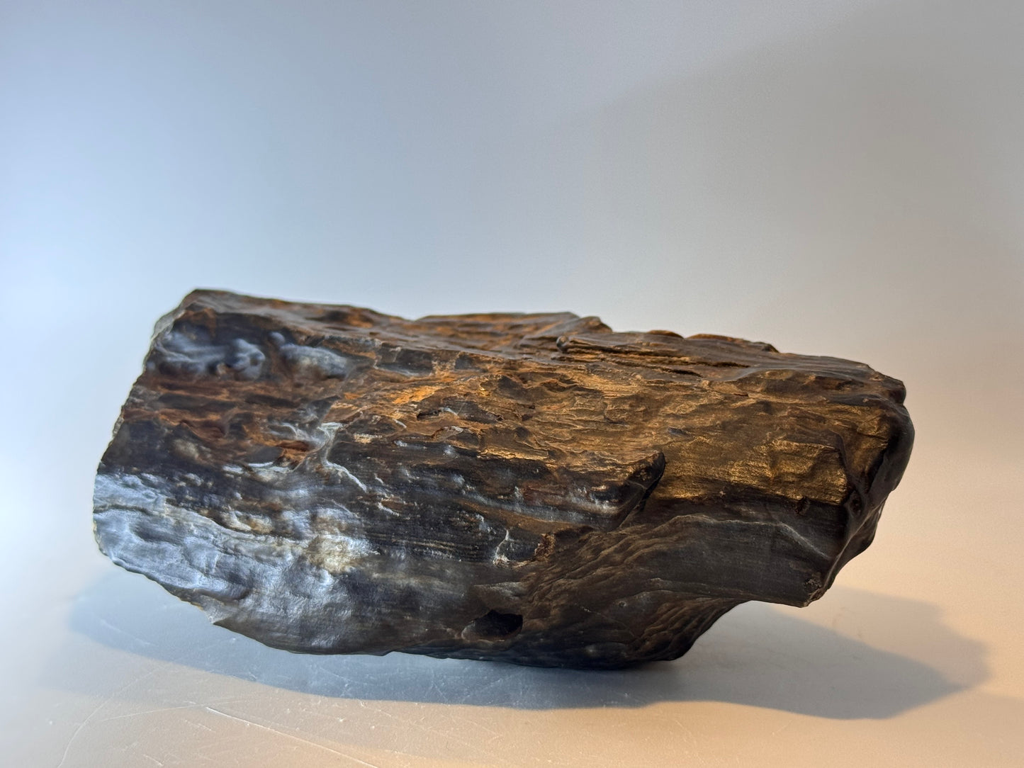 Black petrified wood