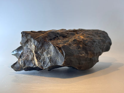 Black petrified wood