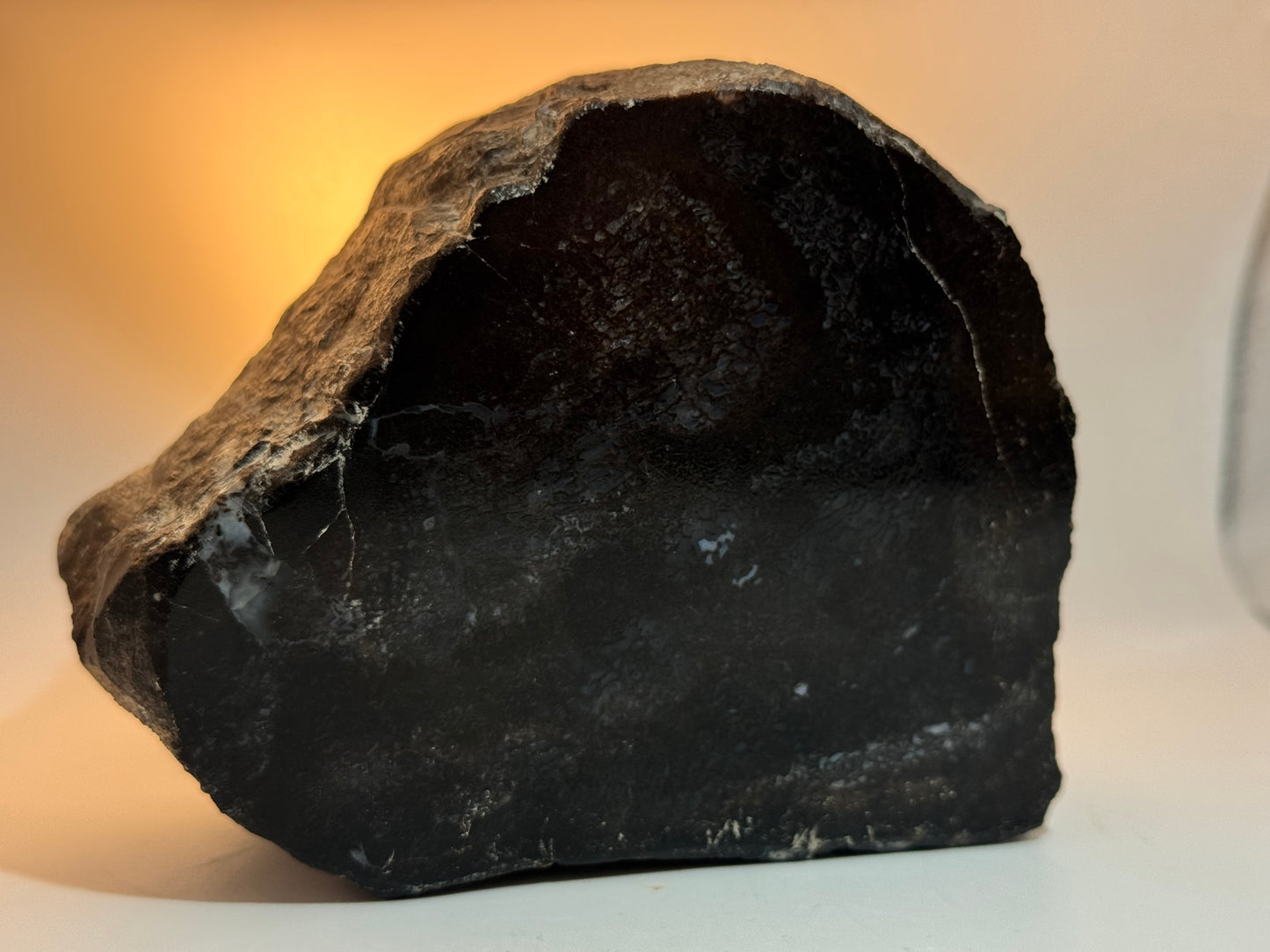 Spinosaurus vertebra