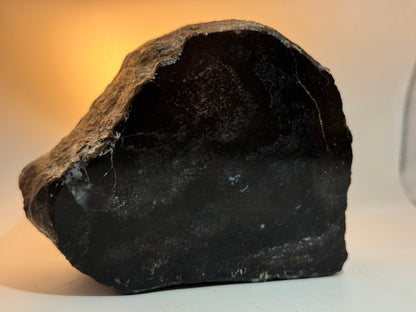 Spinosaurus vertebra