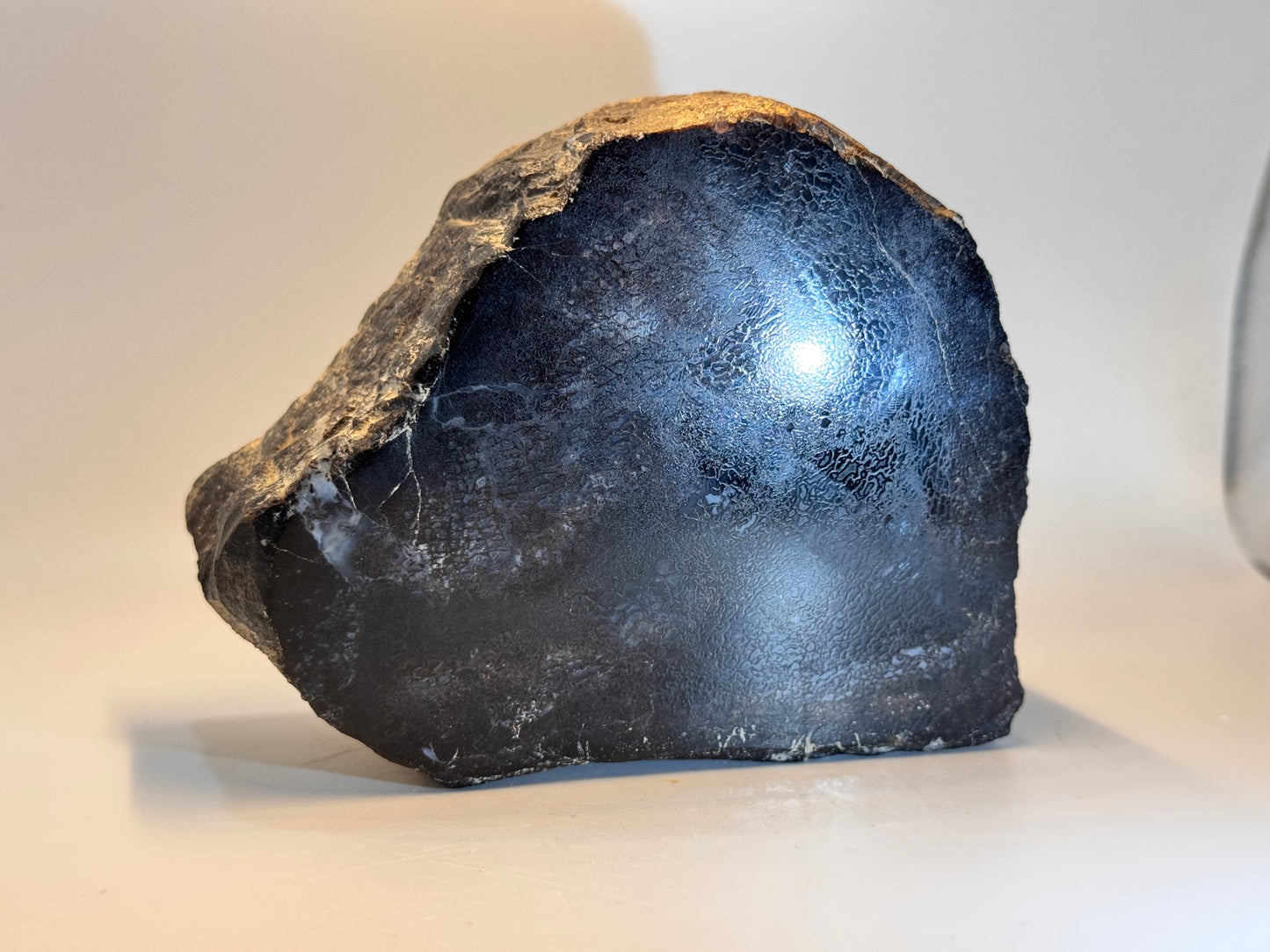 Spinosaurus vertebra