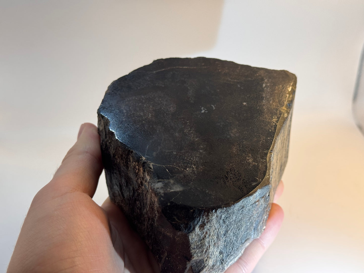 Spinosaurus vertebra